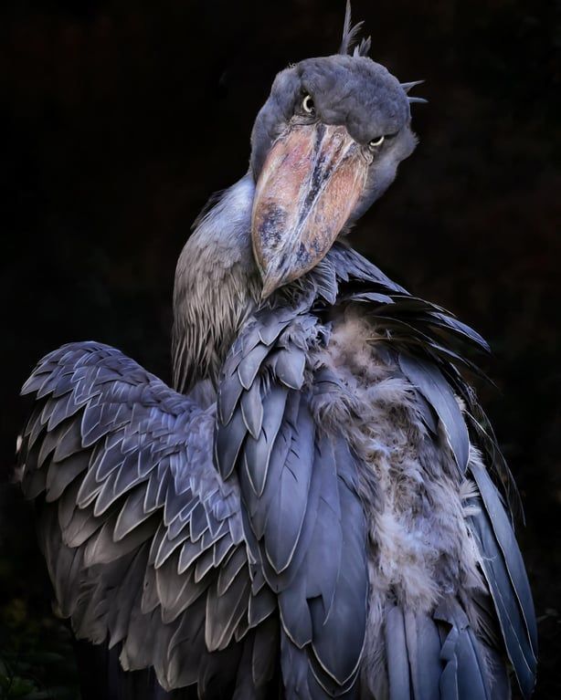 Shoebill cover